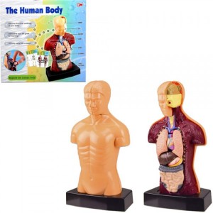Настольная игра The Human Body 3301